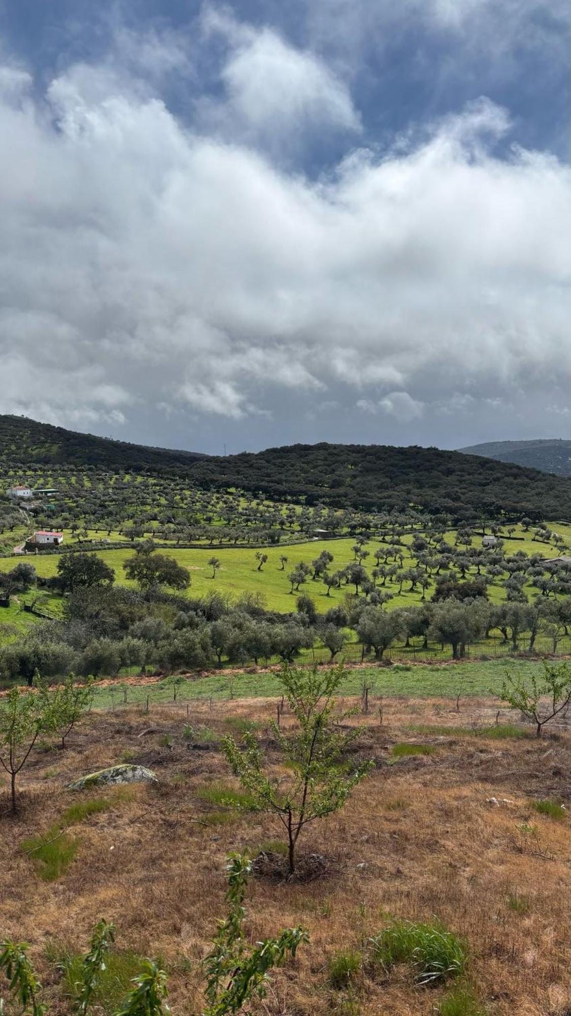 Casas Rurales Los Llanos Fuentes De Leon Екстер'єр фото